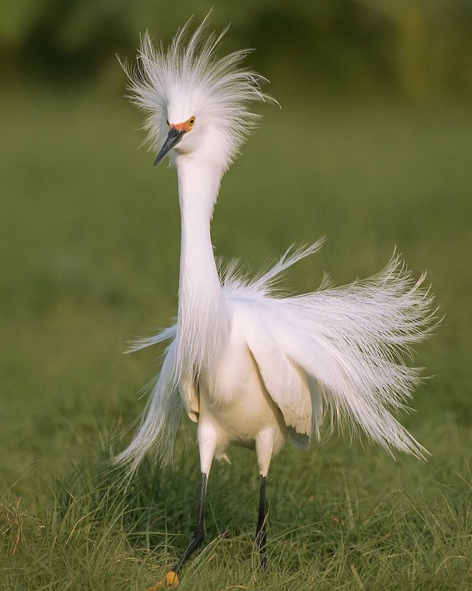 Хохлатая цапля