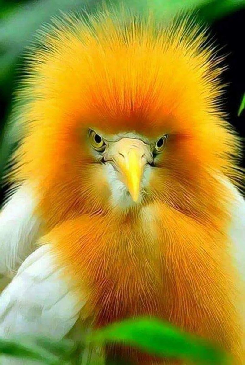 Пушистые птицы