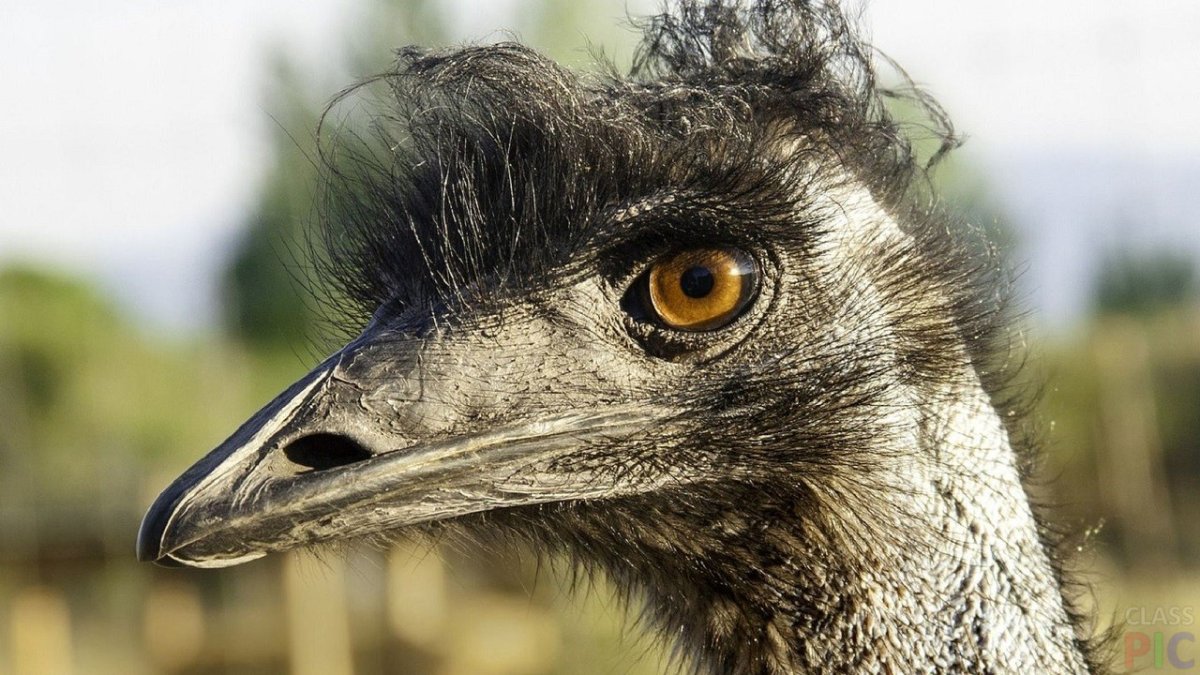 Лохматая птица