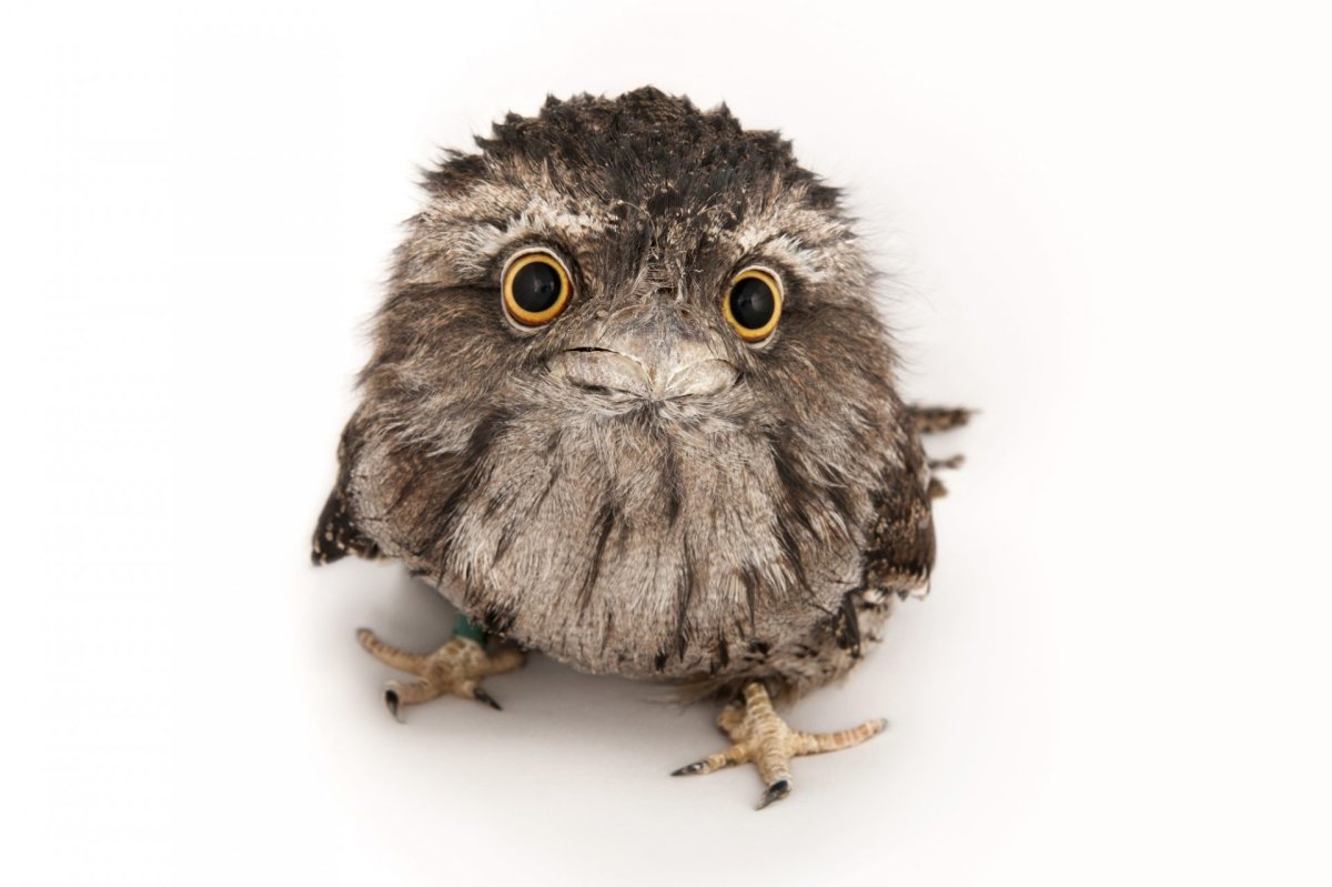 Бородатая птичка смешно