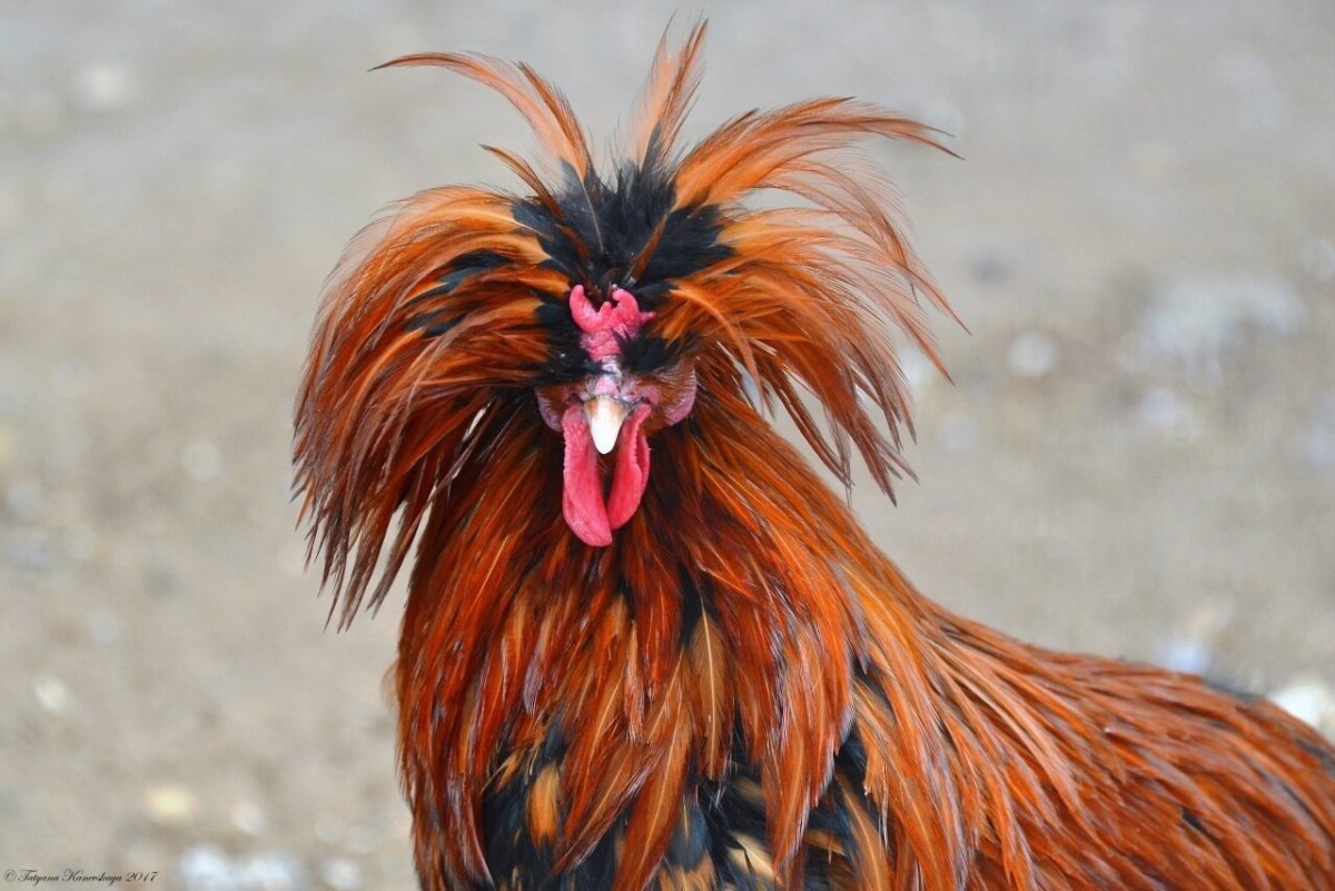 Петушки породы падуан