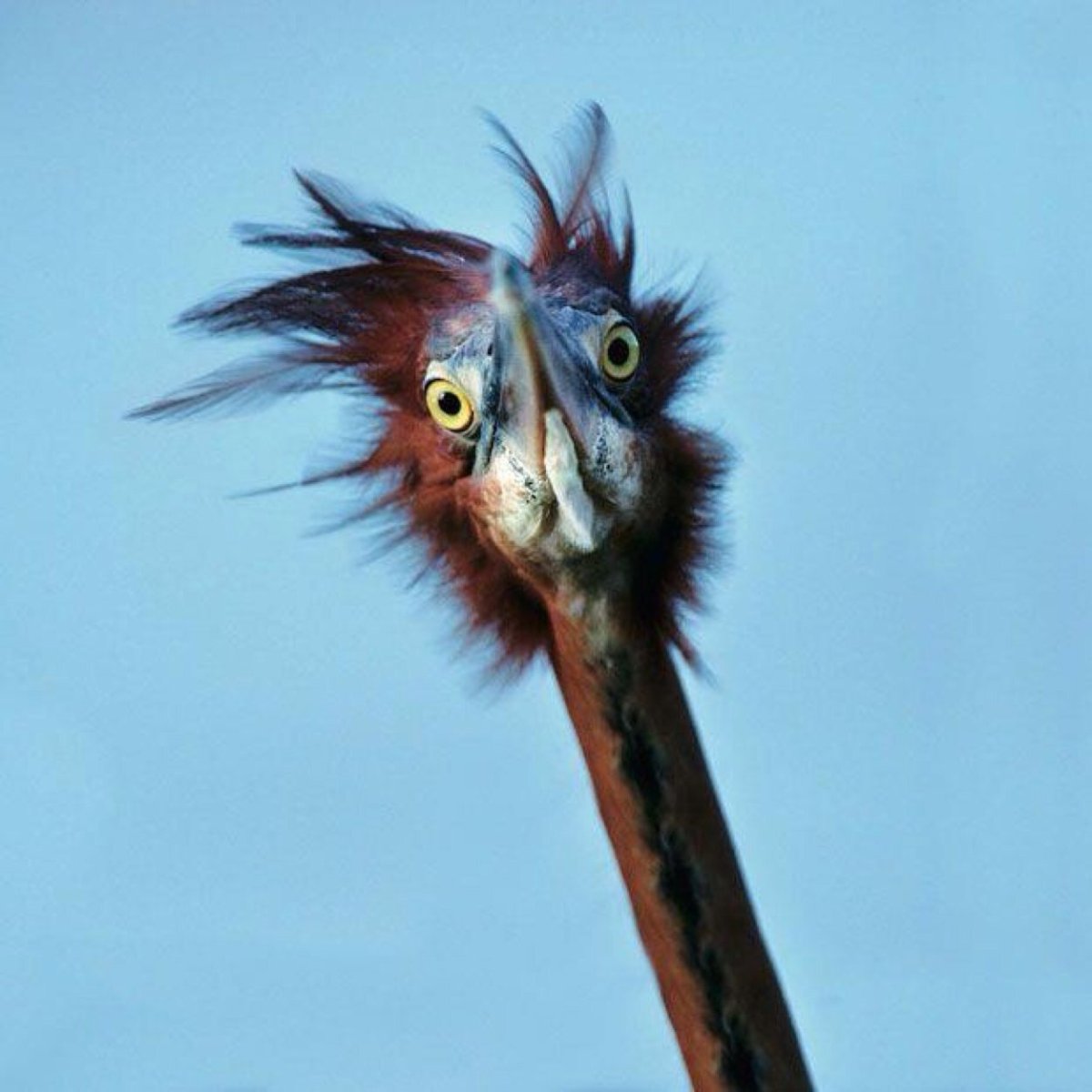 Взъерошенная птица