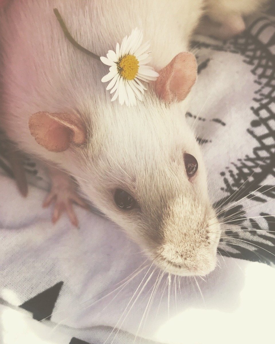 Крысы Эстетика