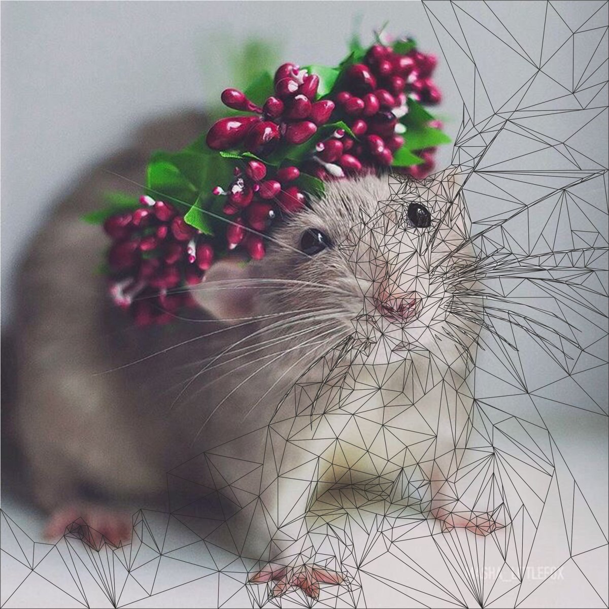 Красивые крысы