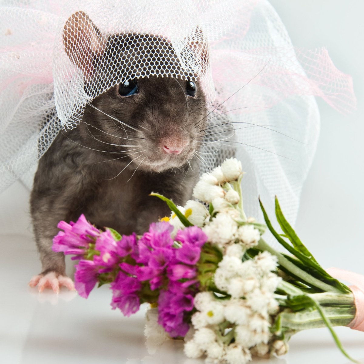 Красивая крыска