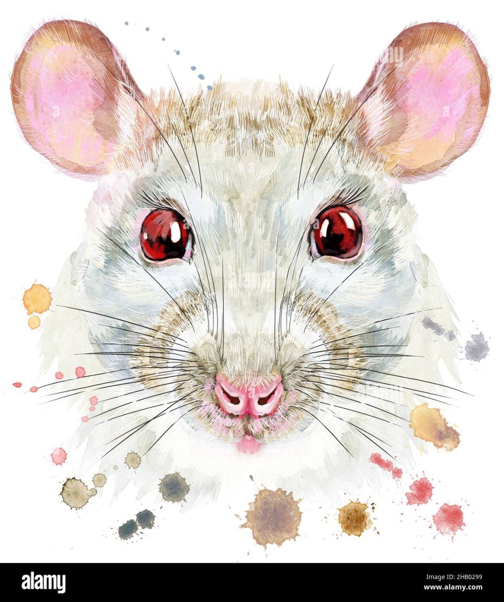 Крыса акварелью милая