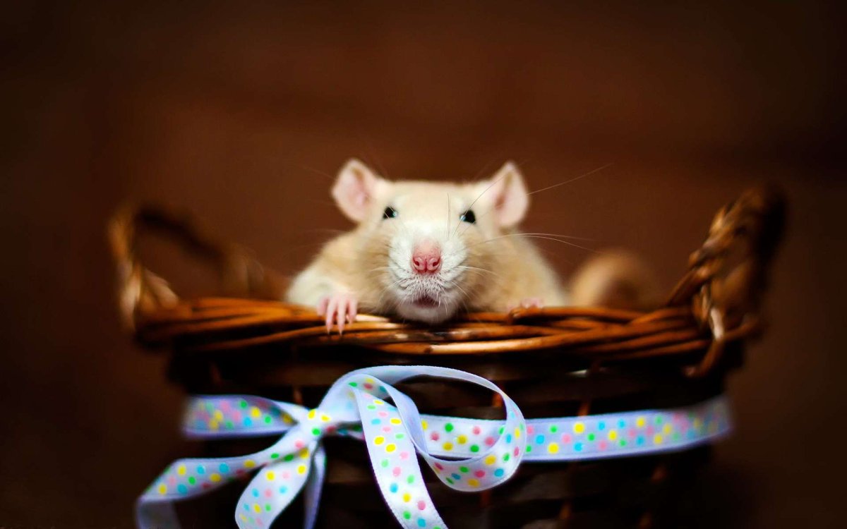 Обои с крысами