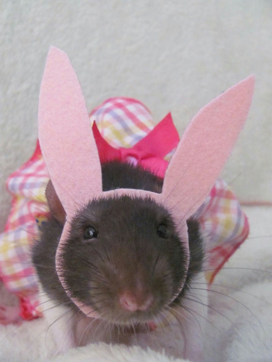 Костюмчики для крыс