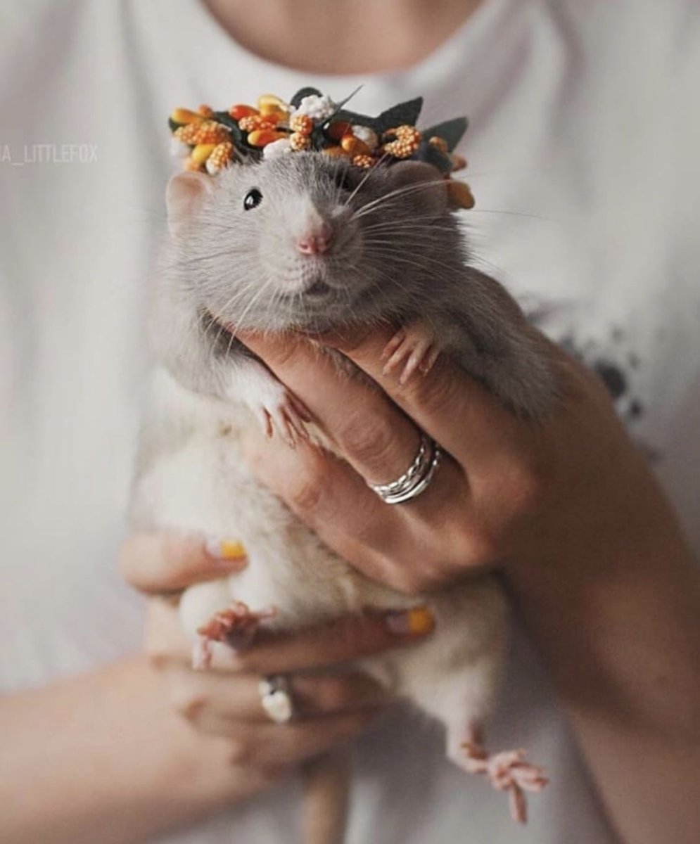 Крыски с короной