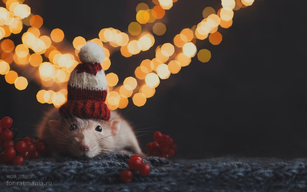 Обои с крысами