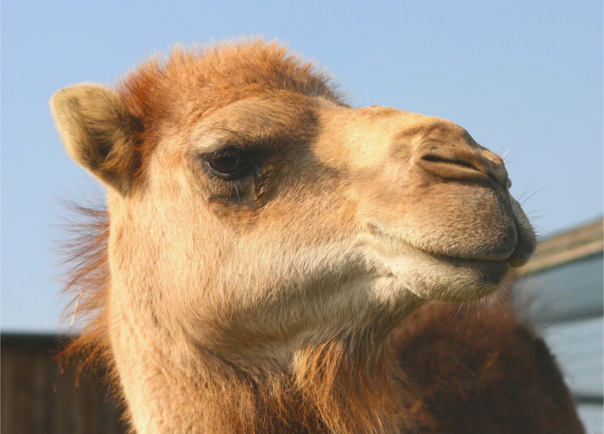 Милые Верблюды