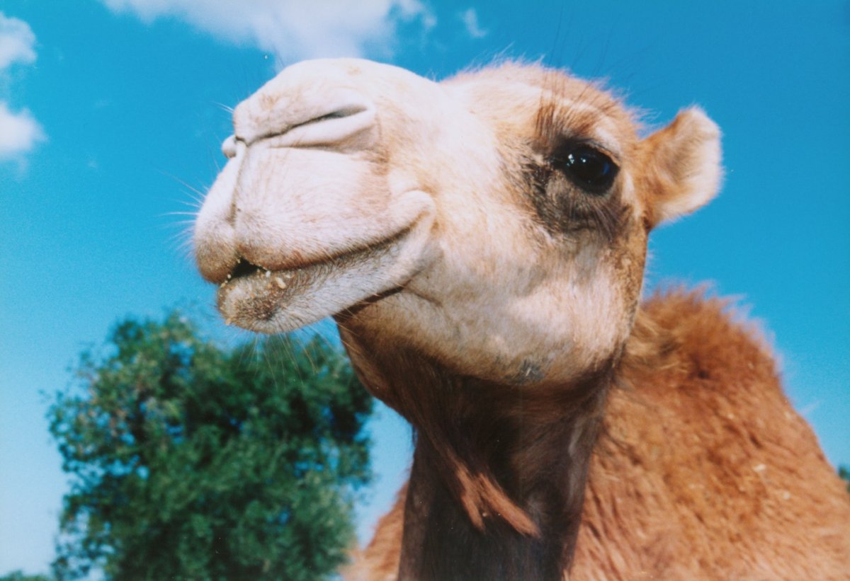 Верблюд на белом фоне