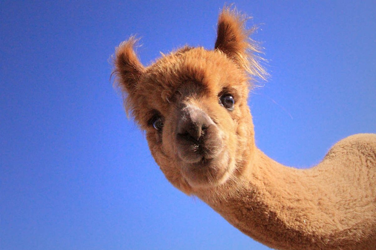 Верблюд в венке