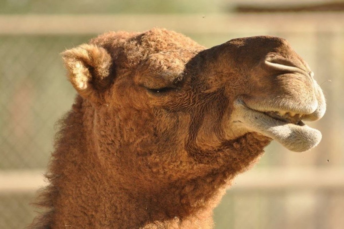 Кудрявые животные