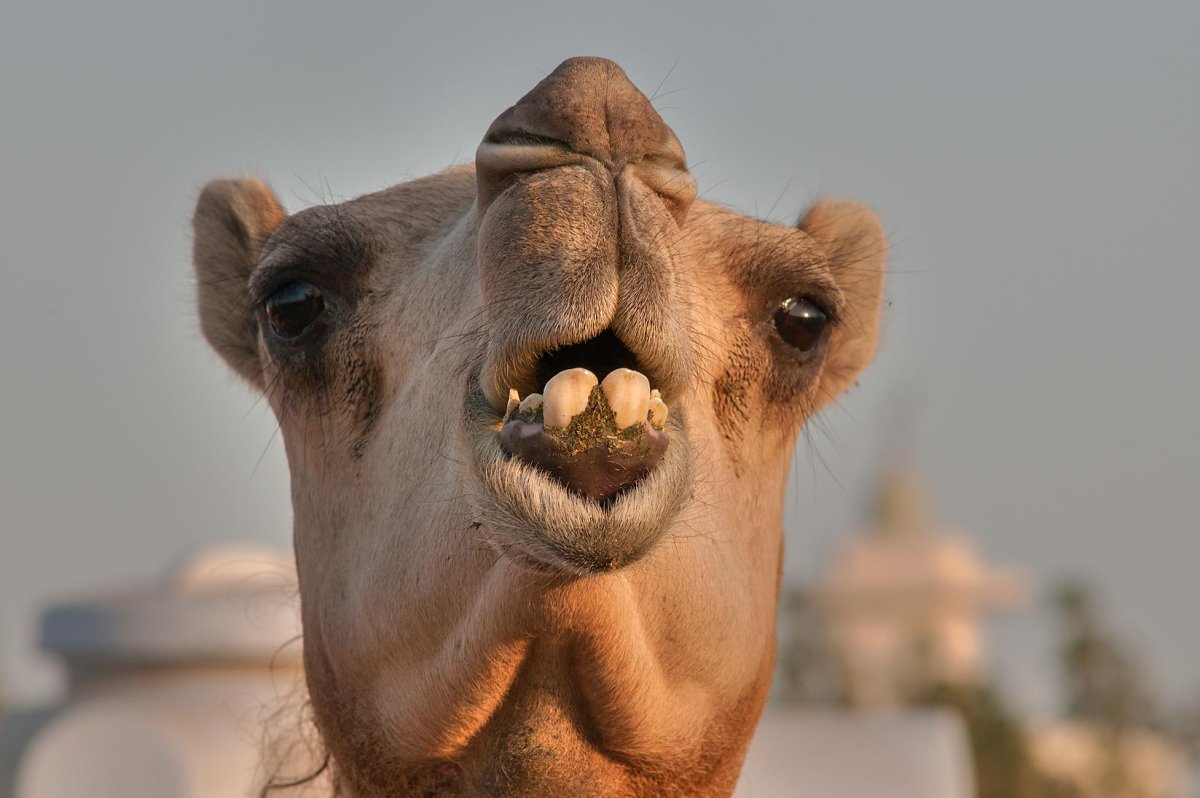 Верблюд без горба