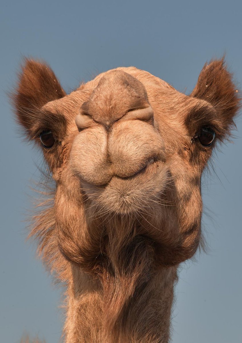 Губы верблюда