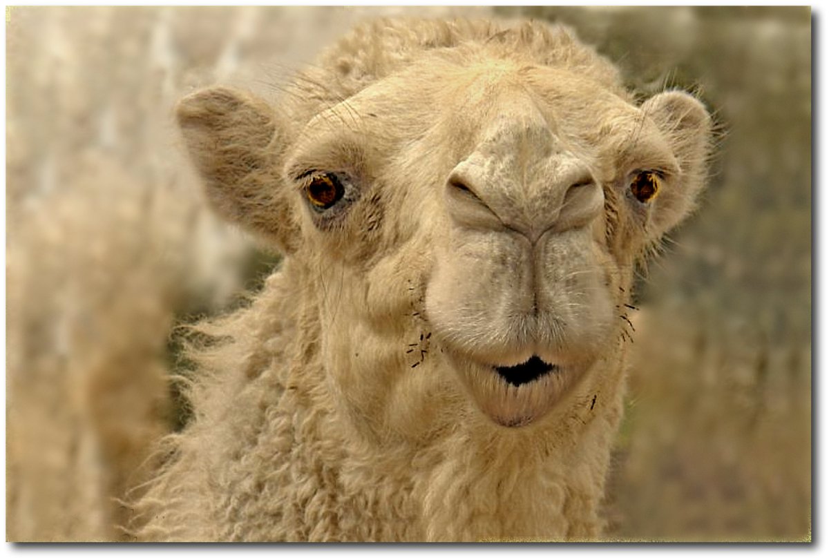 Верблюд морда