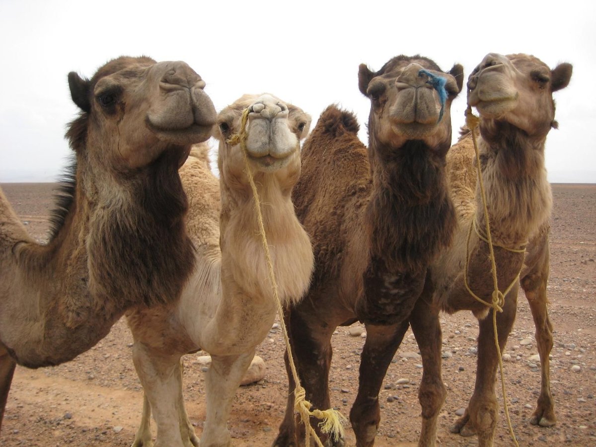 Маска верблюда