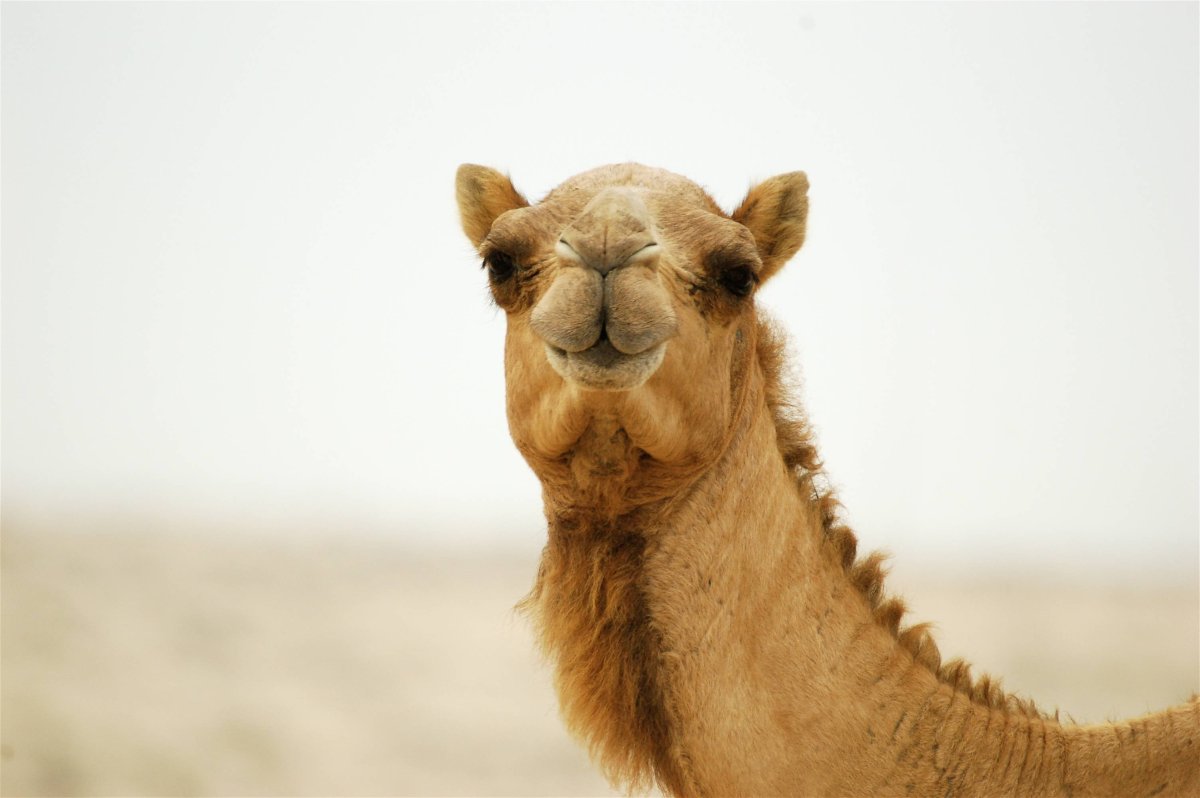Уши верблюда
