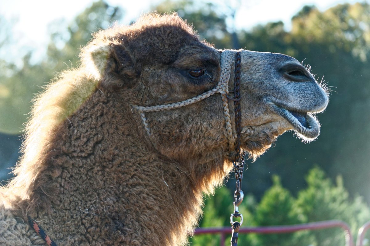 Губы верблюда