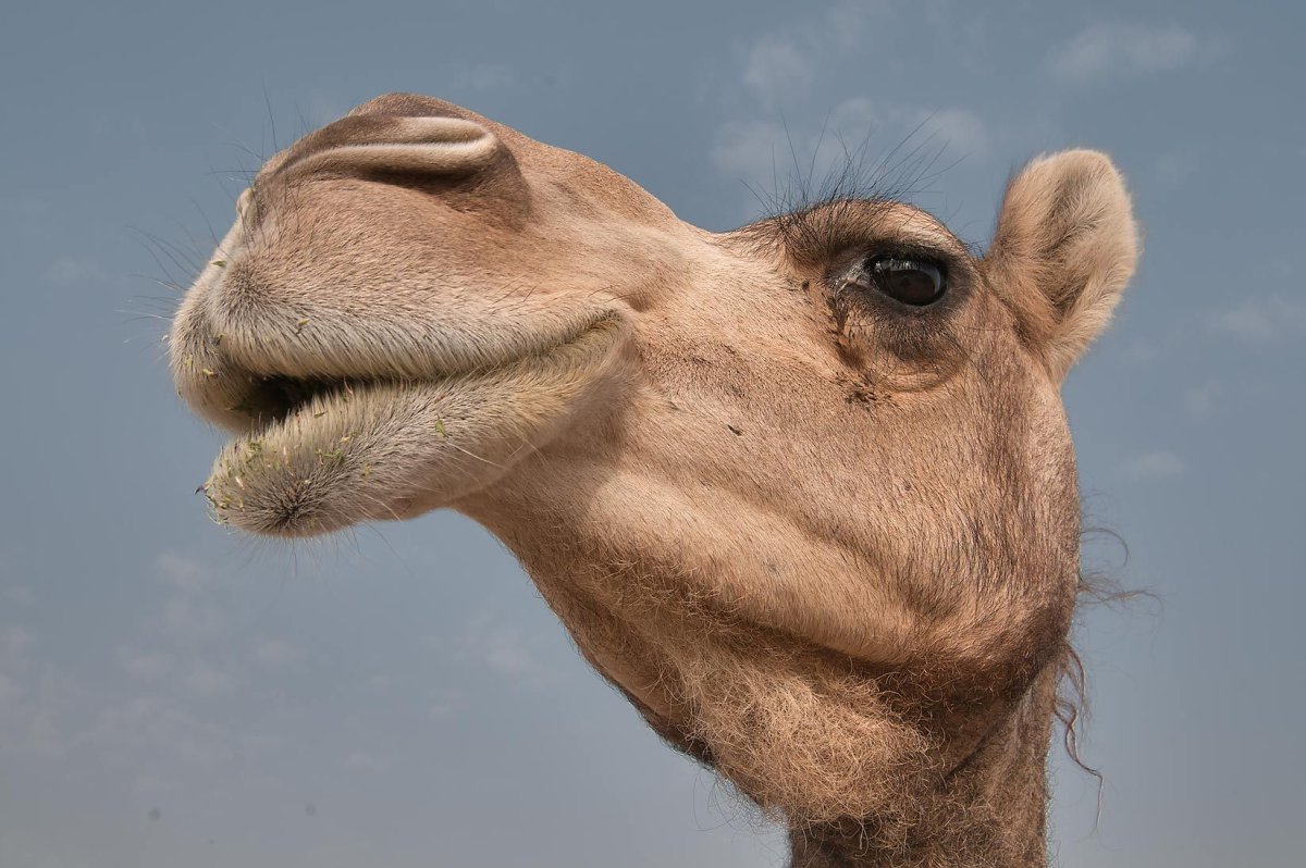 Милый верблюд