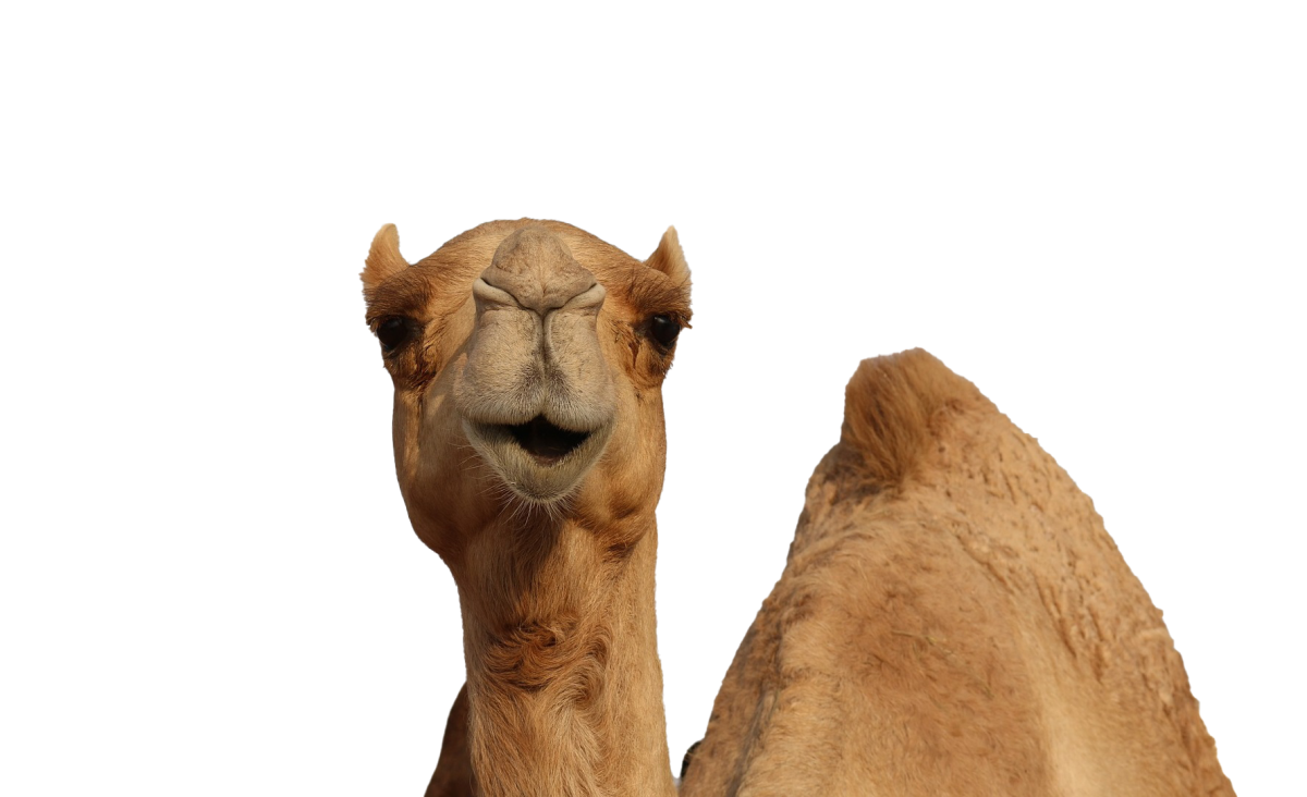 Верблюд Джо кэмел