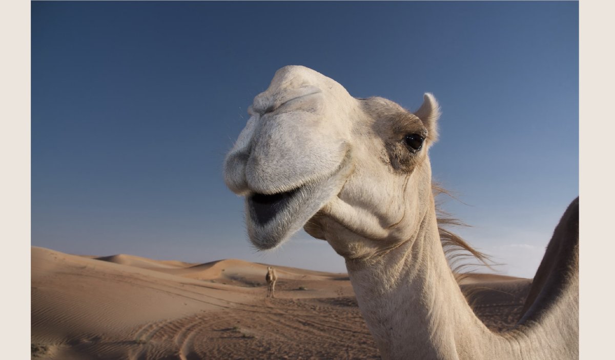 Аргентинский верблюдоид