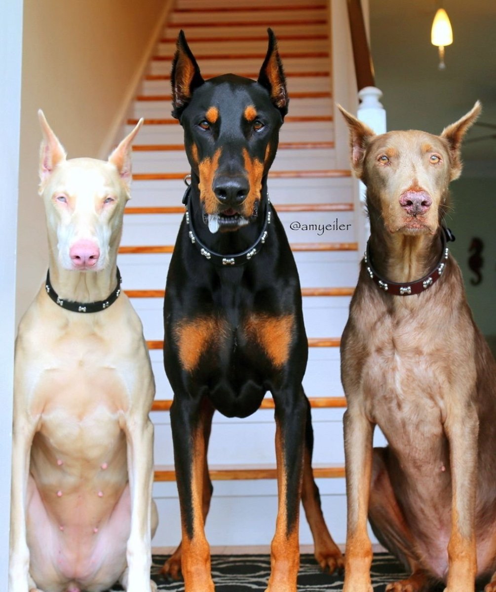 Доберман альбинос