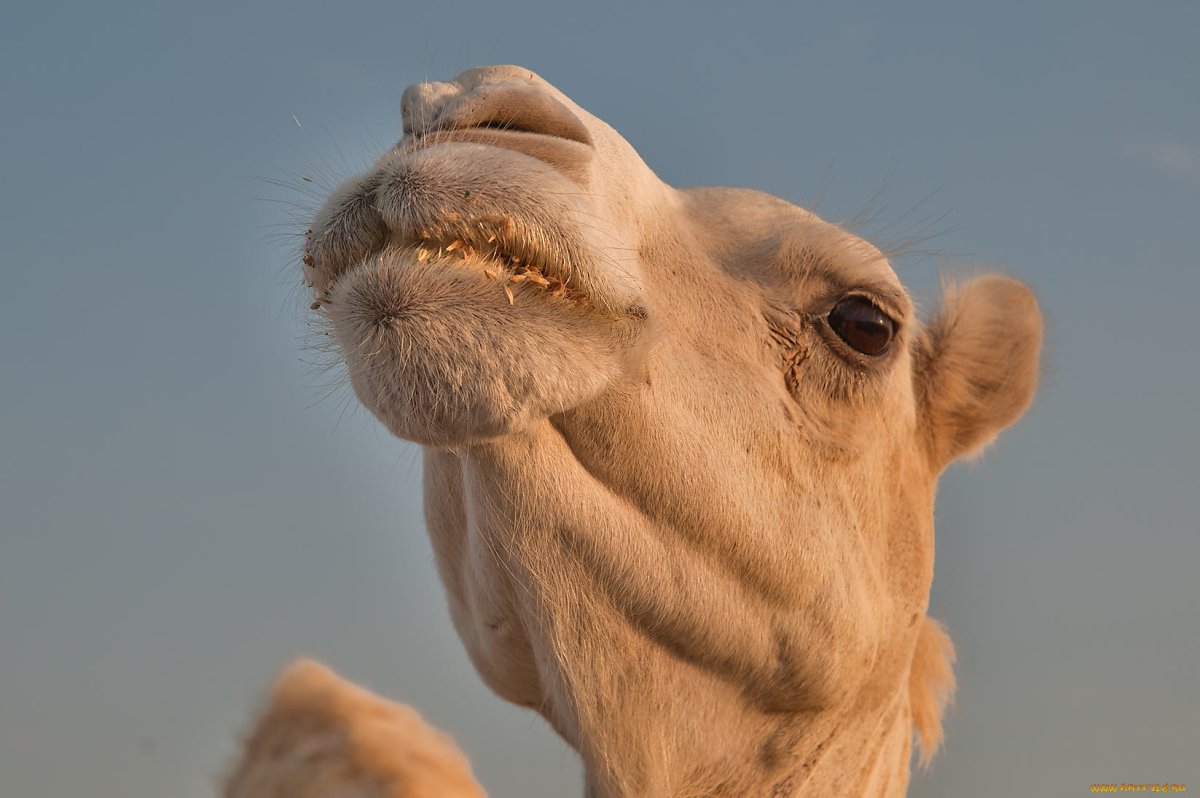 Верблюд морда