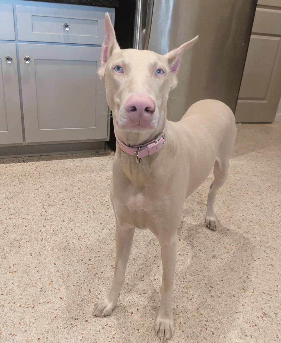 Доберман альбинос