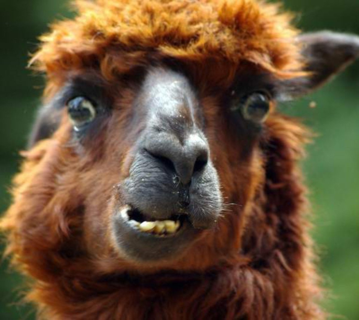 Верблюд Графика