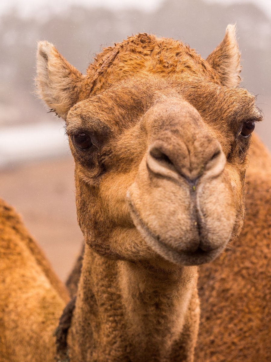 Двугорбый верблюд