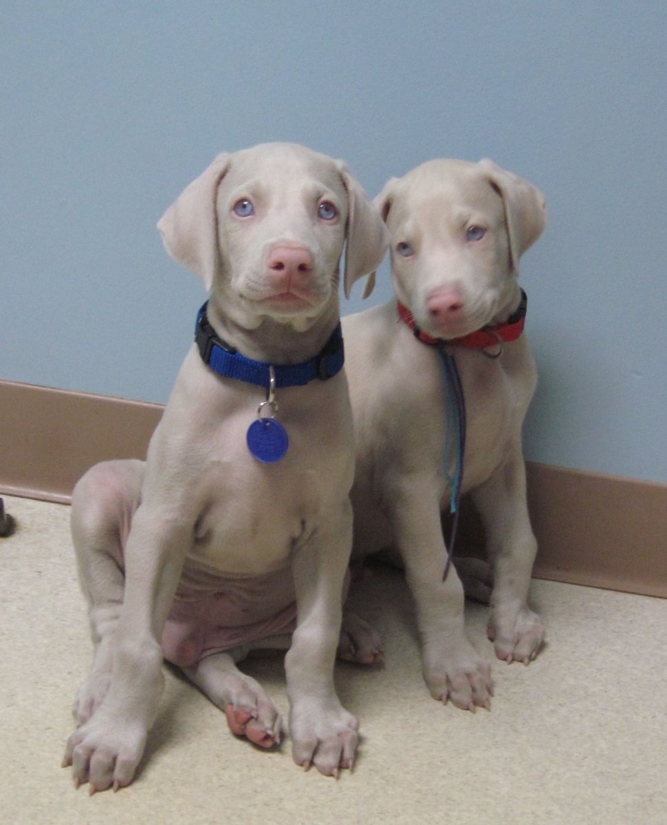 Веймаранер альбинос