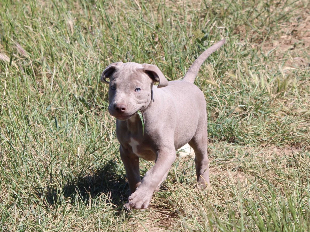 Питбультерьер изабелловый окрас