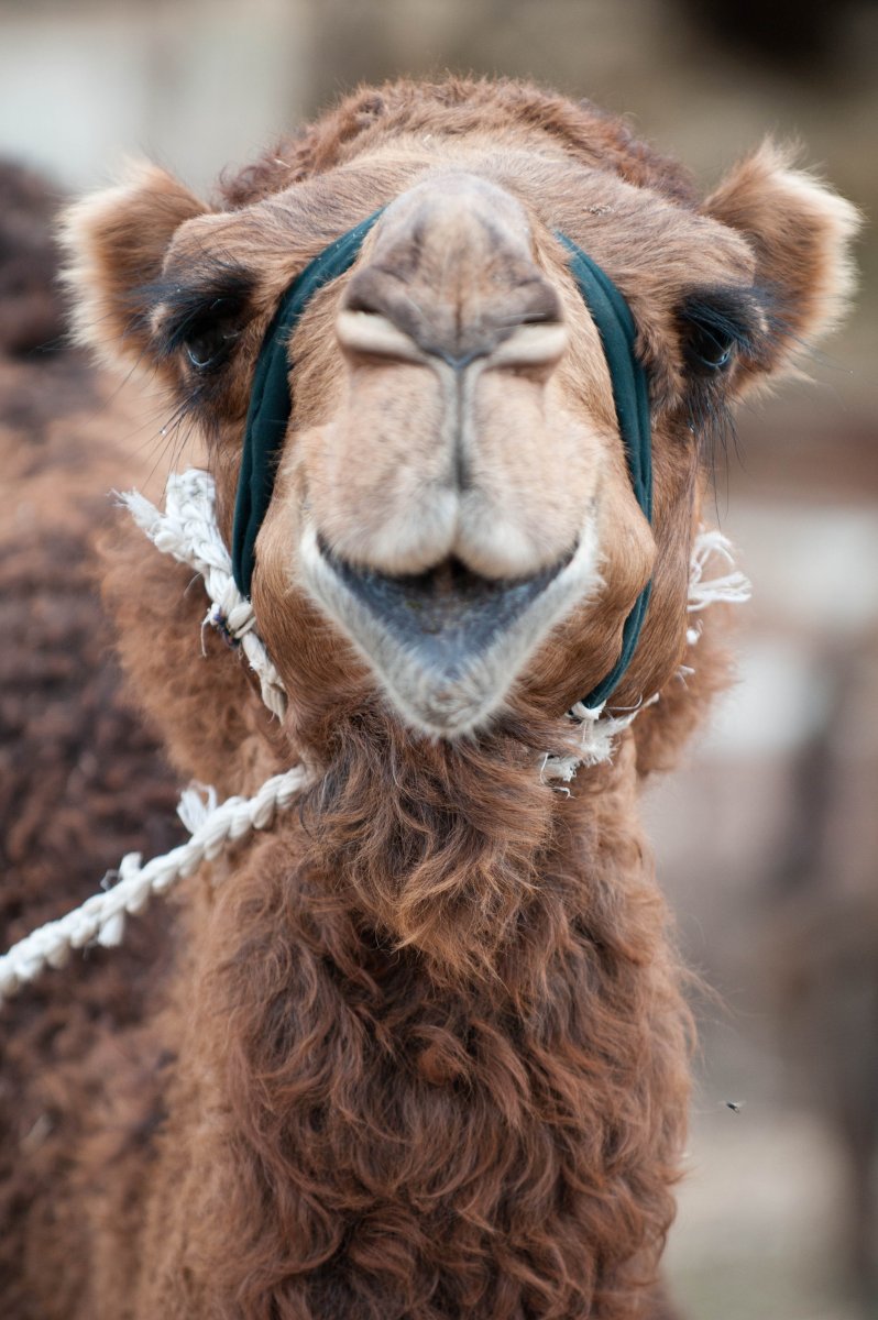 Верблюд улыбается