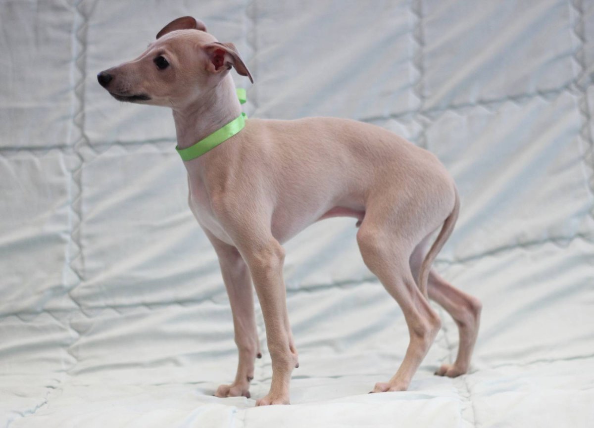 Изабелловая Левретка