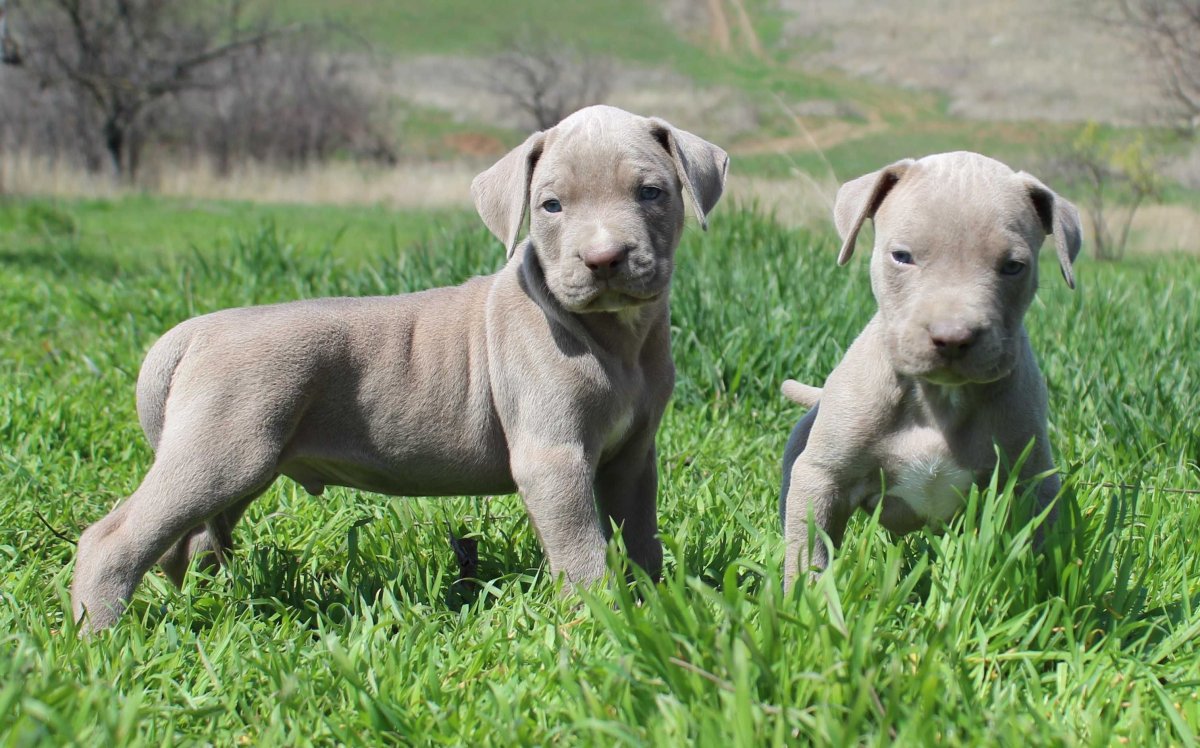 Питбуль изабелловый окрас