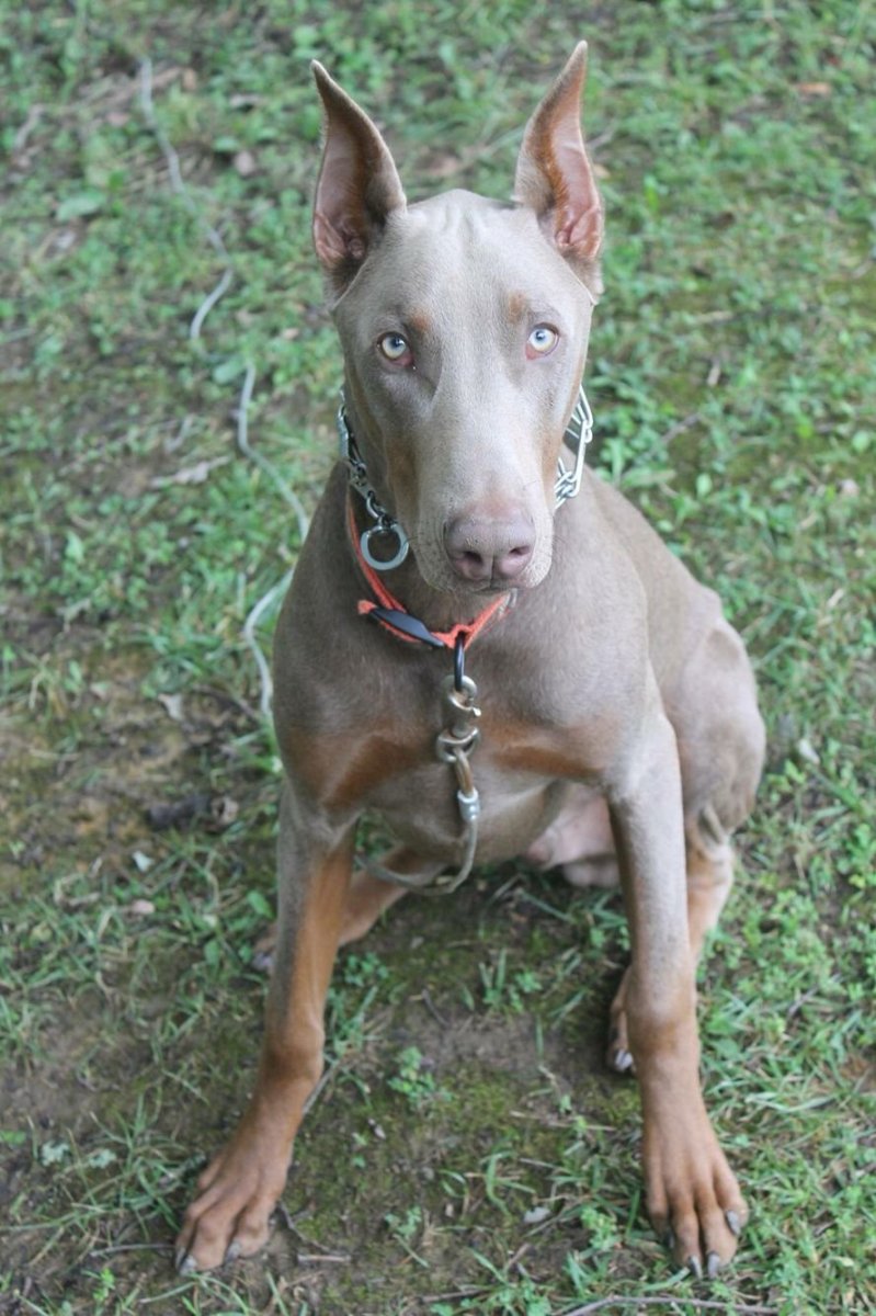 Изабелловый Доберман