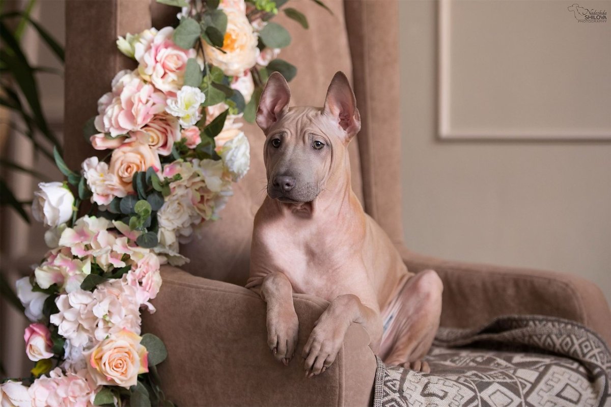 Тайский риджбек изабелловый окрас