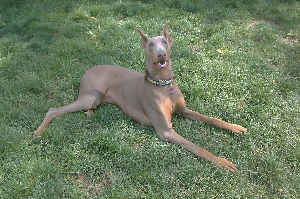 Изабелловый Доберман