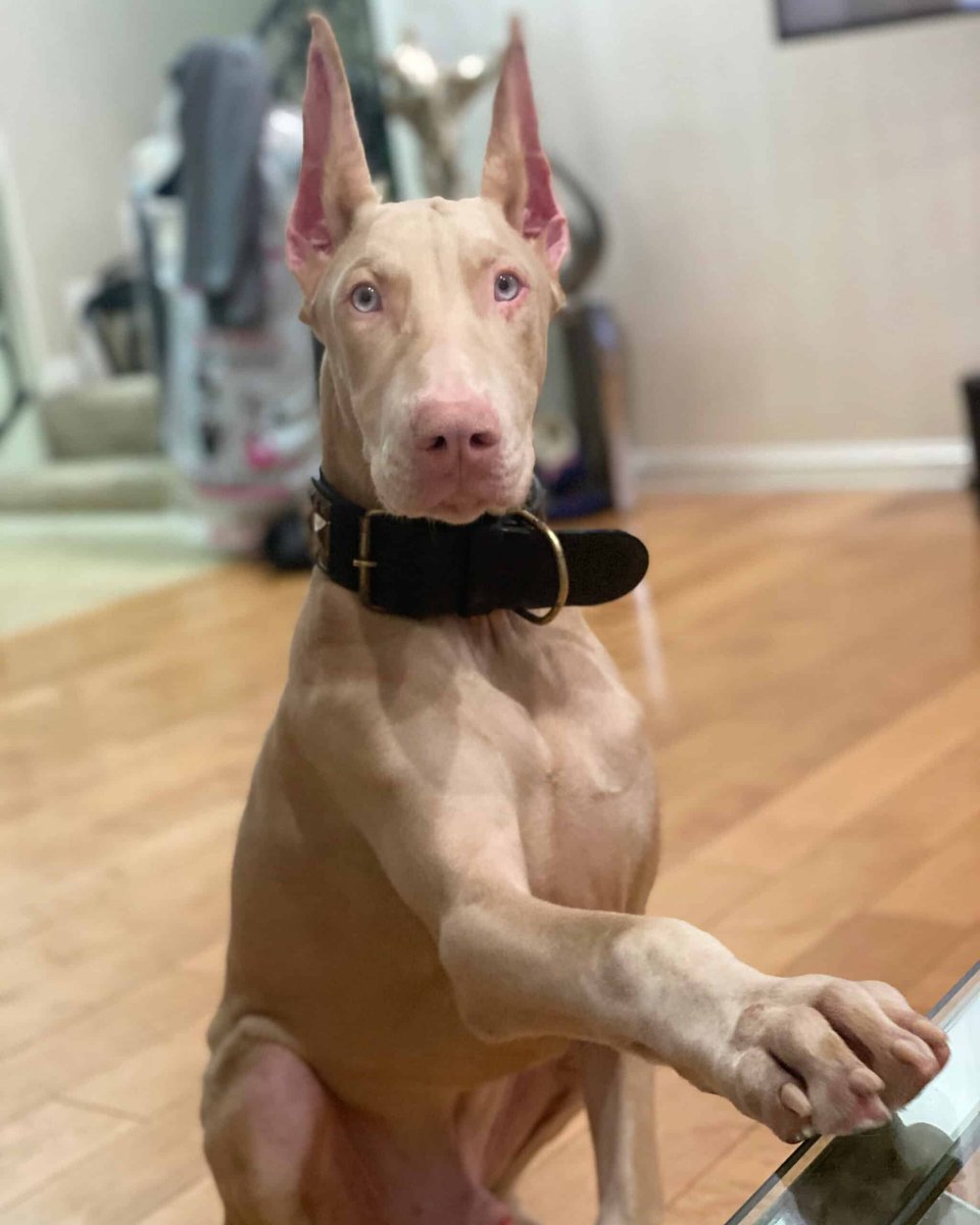 Доберман изабелловый окрас