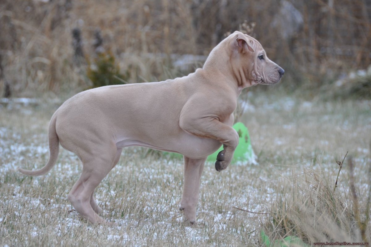 Тайский риджбек изабеллового окраса