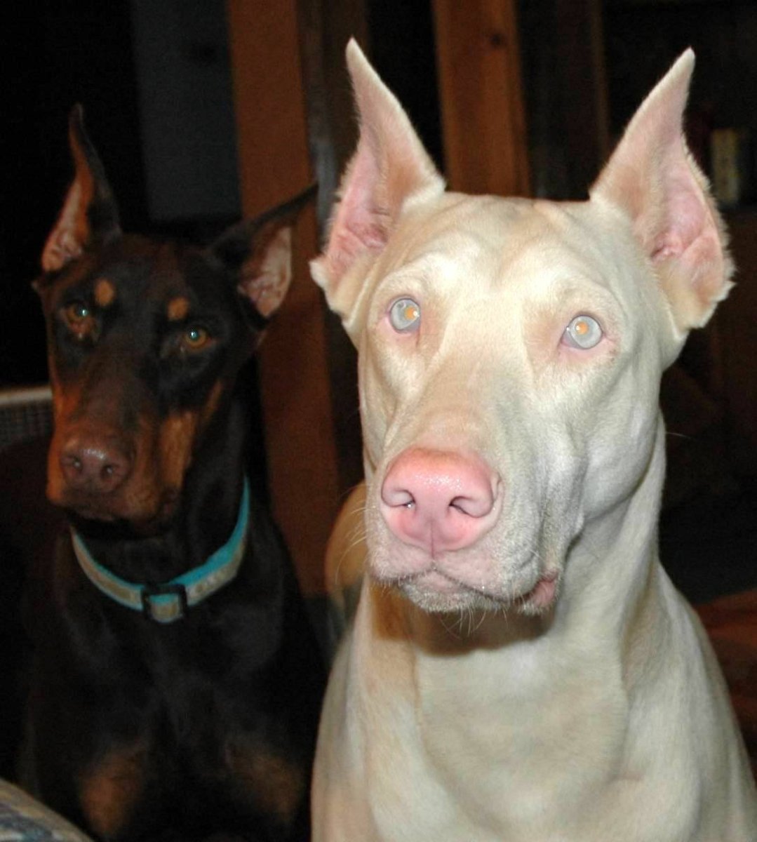 Изабелловый Доберман