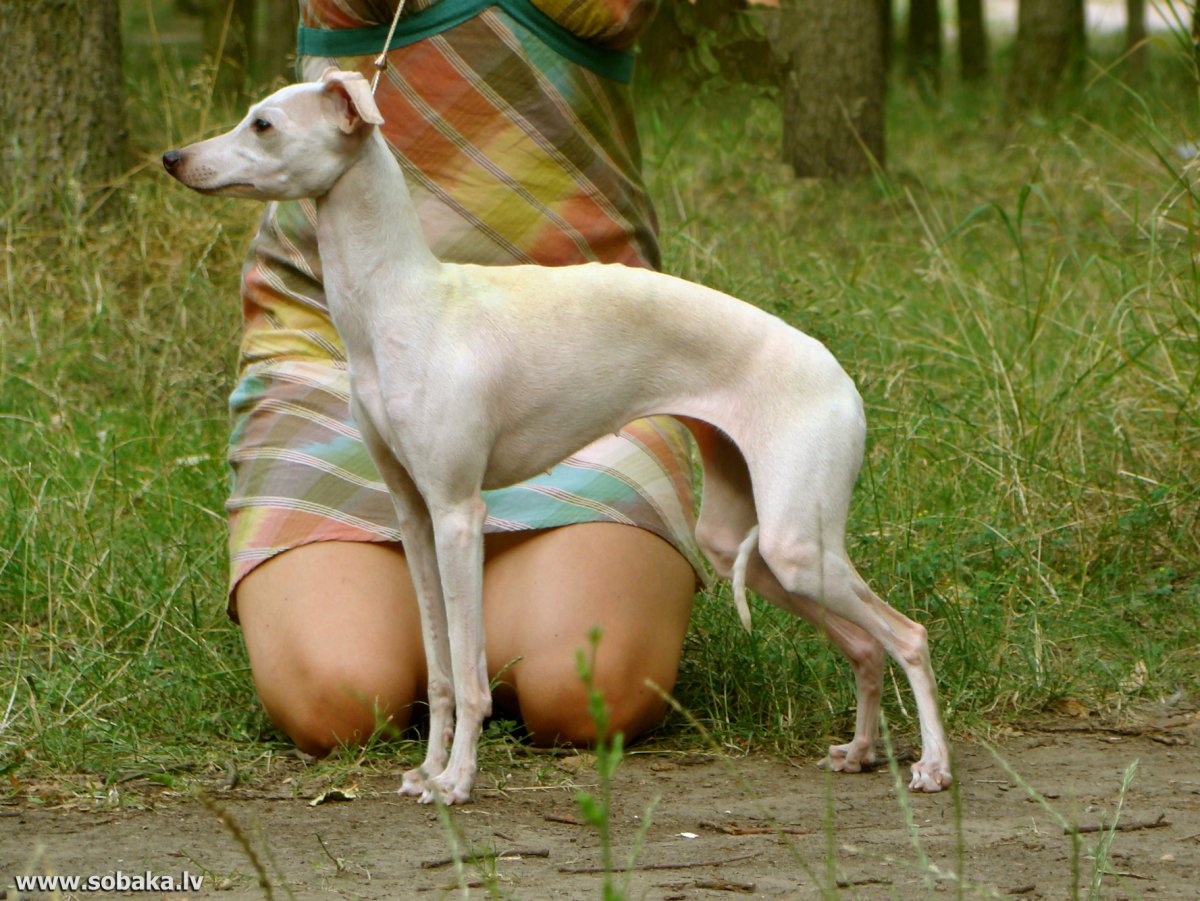 Уиппет изабелловый