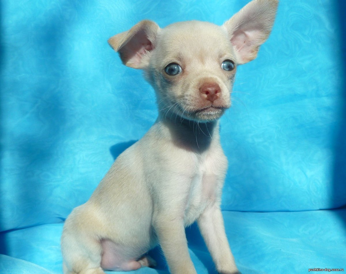 Тойтерьеры окрасы Изабелла