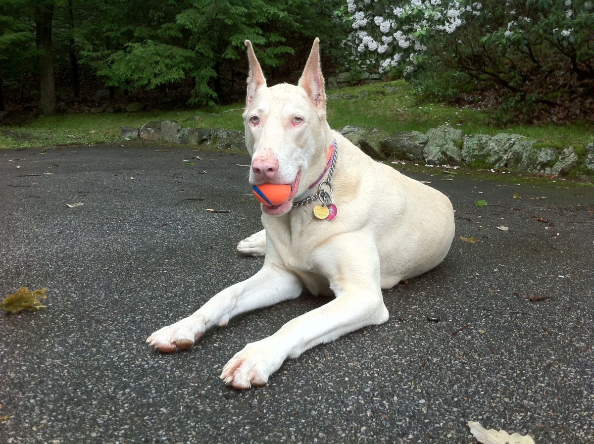 Белый Доберман