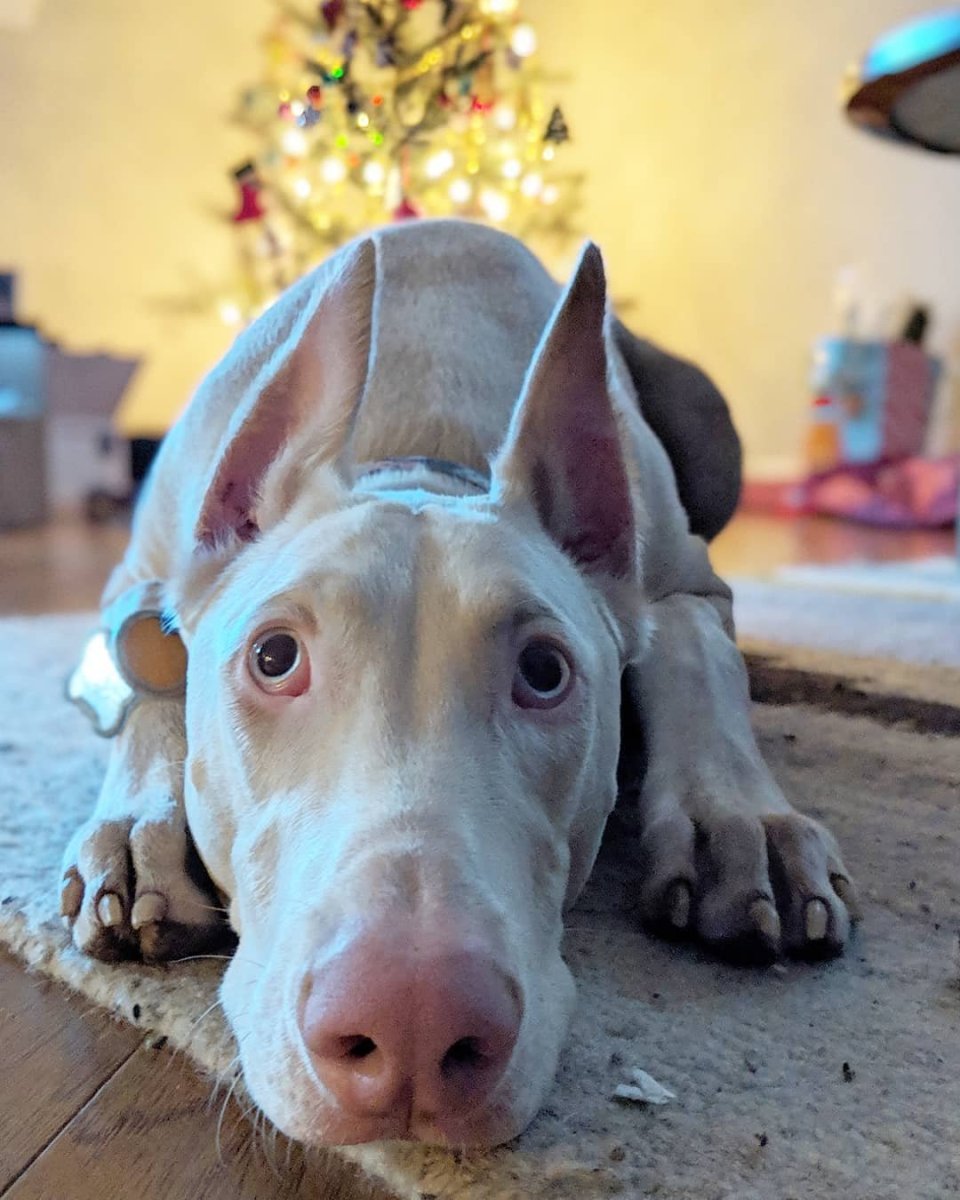 Белый Доберман