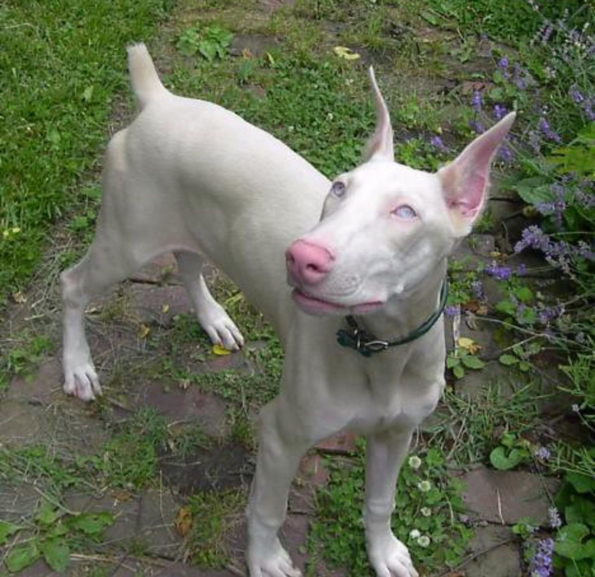 Доберман альбинос