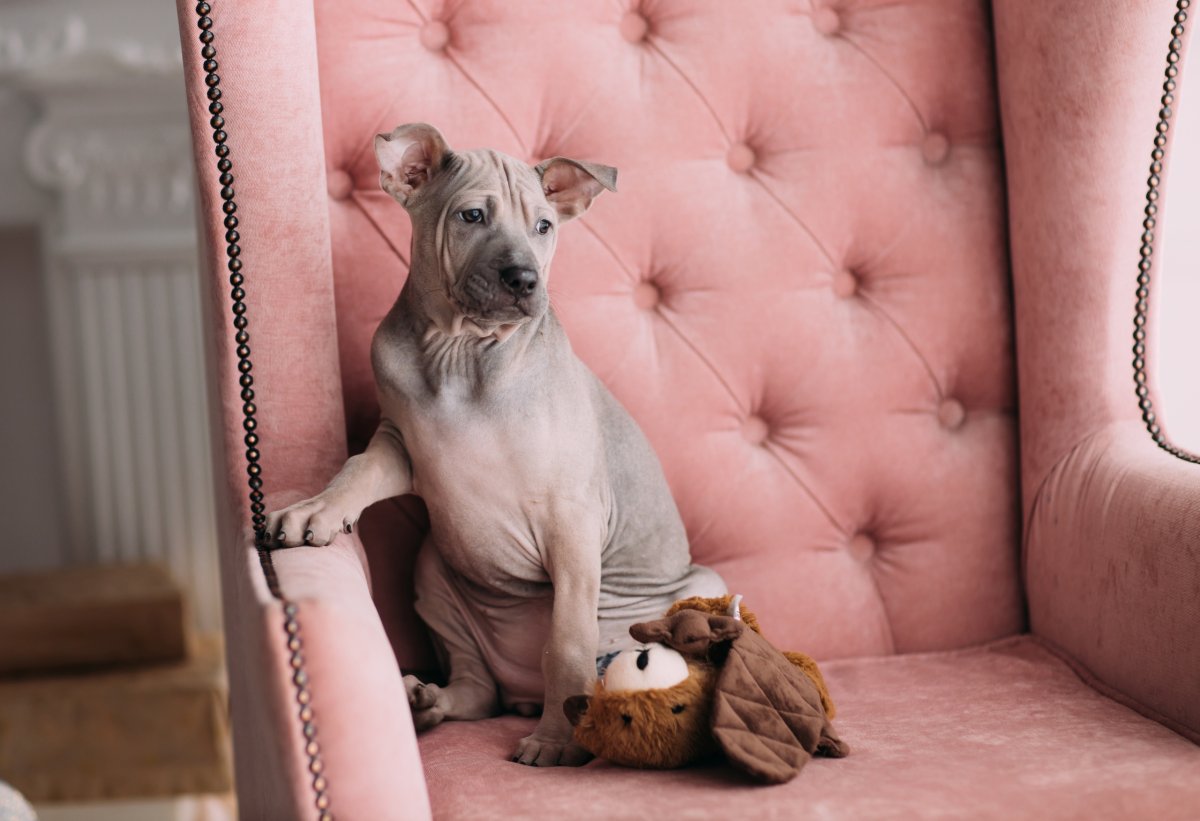 Тайский риджбек изабелловый