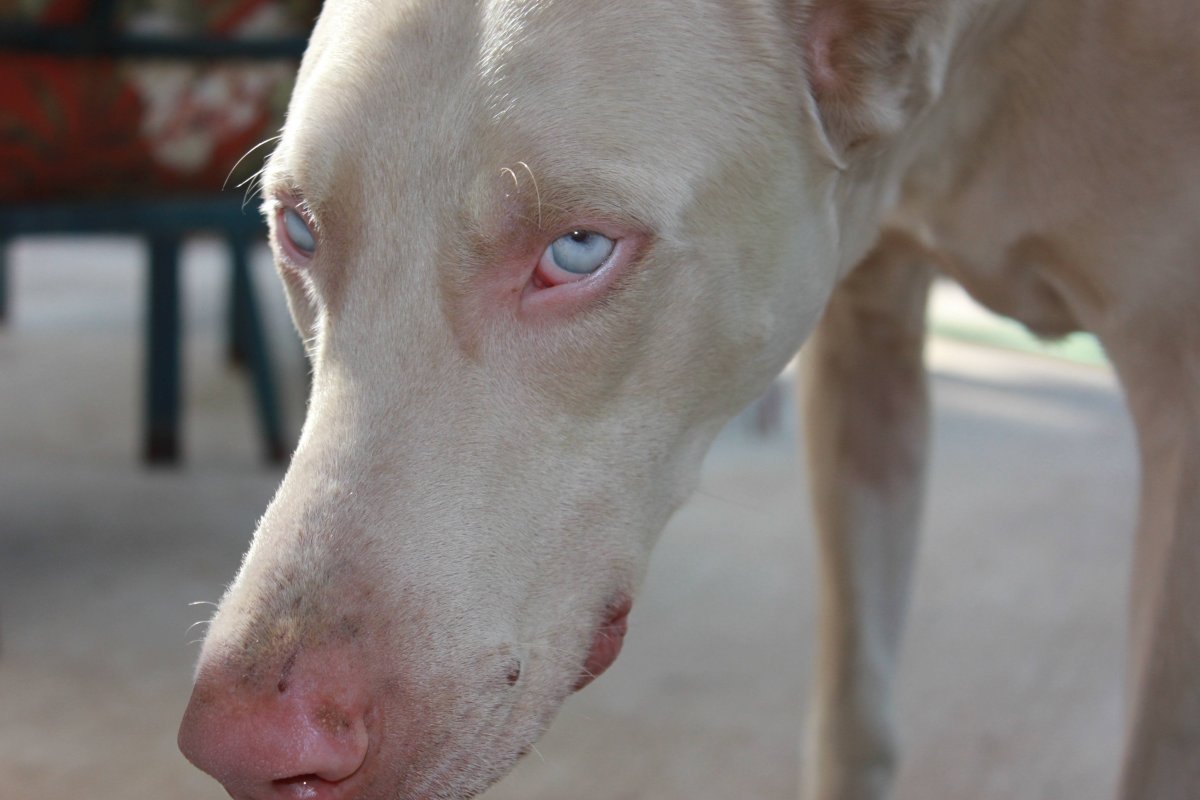 Доберман альбинос